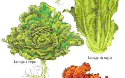 Raccontare l’orto: lattuga