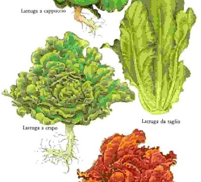 Raccontare l’orto: lattuga