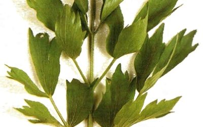 Erbe aromatiche e spezie: levistico