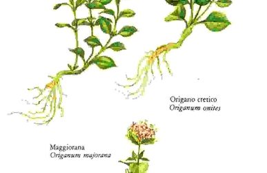 Raccontare l’orto: maggiorana