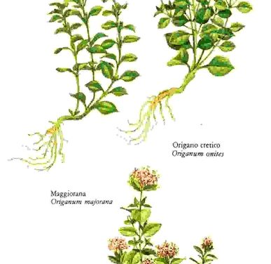 Raccontare l’orto: maggiorana