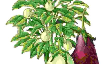 Raccontare l’orto: melanzana