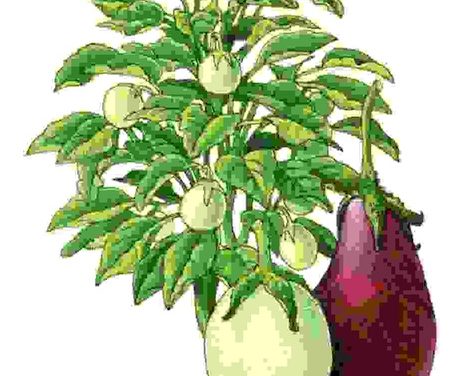 Raccontare l’orto: melanzana