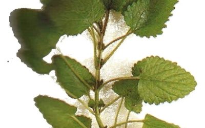 Erbe aromatiche e spezie: melissa