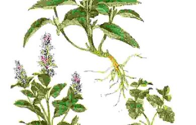 Raccontare l’orto: menta