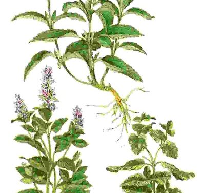 Raccontare l’orto: menta