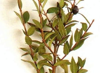 Erbe aromatiche e spezie: mirto