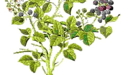 Raccontare l’orto: mora