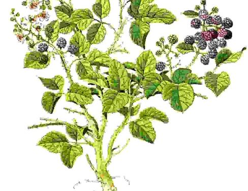 Raccontare l’orto: mora