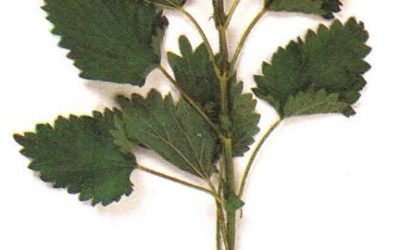 Erbe aromatiche e spezie: ortica