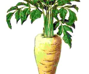 Raccontare l’orto: pastinaca