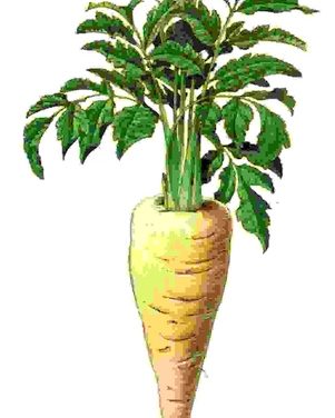 Raccontare l’orto: pastinaca