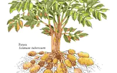 Raccontare l’orto: patata