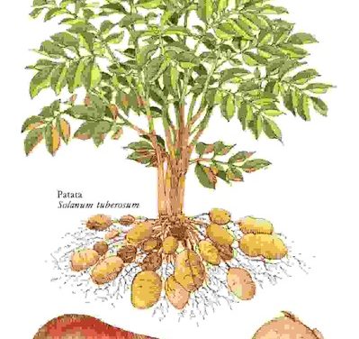 Raccontare l’orto: patata