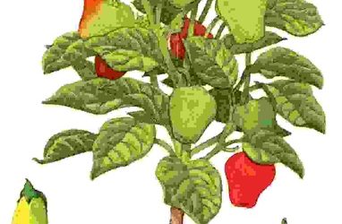 Raccontare l’orto: peperone