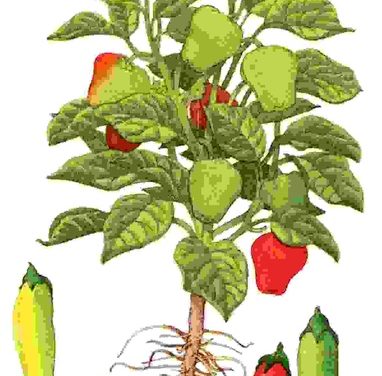 Raccontare l’orto: peperone