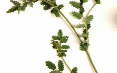 Erbe aromatiche e spezie: pimpinella