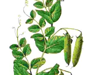 Raccontare l’orto: piselli