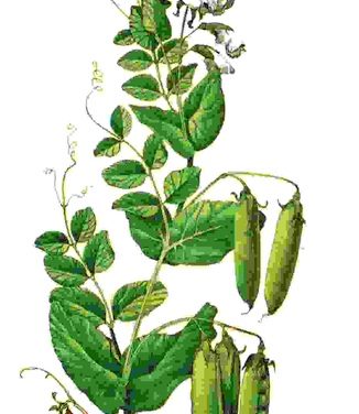 Raccontare l’orto: piselli