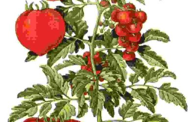 Raccontare l’orto: pomodoro