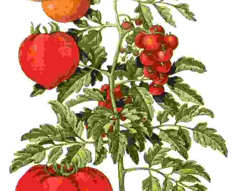 Raccontare l’orto: pomodoro