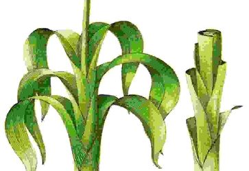 Raccontare l’orto: porro