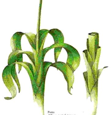 Raccontare l’orto: porro