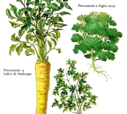 Raccontare l’orto: prezzemolo