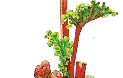 Raccontare l’orto: rabarbaro