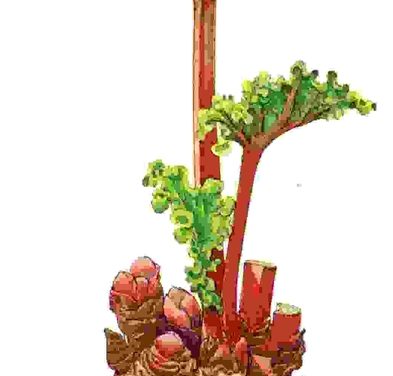 Raccontare l’orto: rabarbaro