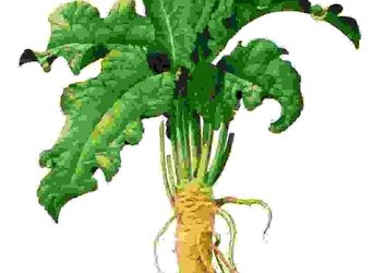 Raccontare l’orto: rafano