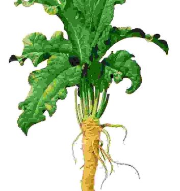 Raccontare l’orto: rafano