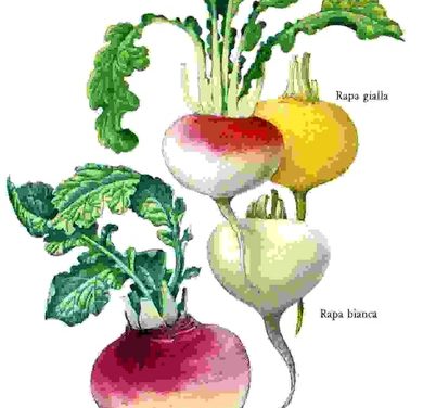 Raccontare l’orto: rapa