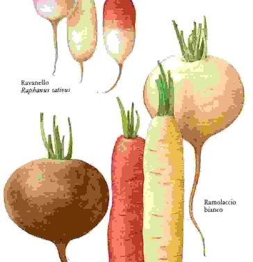 Raccontare l’orto: ravanello