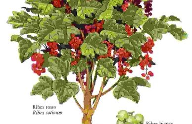 Raccontare l’orto: ribes