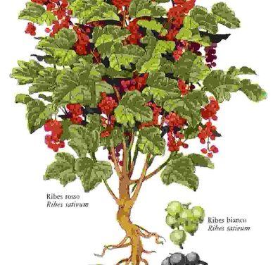 Raccontare l’orto: ribes