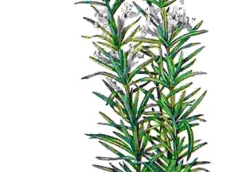 Raccontare l’orto: rosmarino