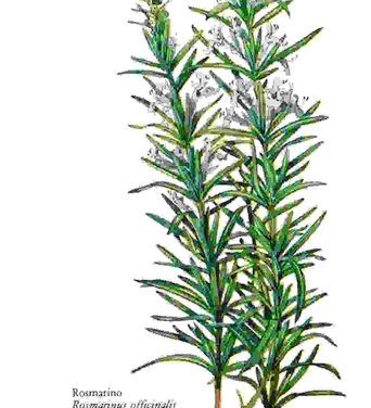 Raccontare l’orto: rosmarino