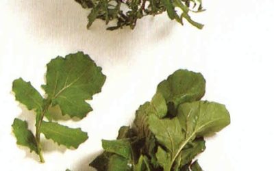 Erbe aromatiche e spezie: rucola