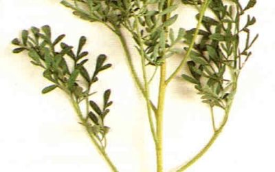 Erbe aromatiche e spezie: ruta