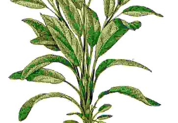 Raccontare l’orto: salvia