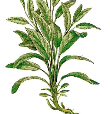 Raccontare l’orto: salvia