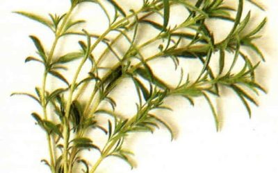 Erbe aromatiche e spezie: santoreggia