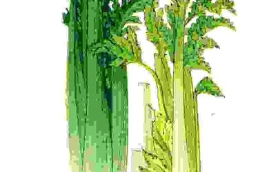 Raccontare l’orto: sedano