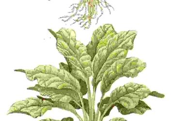 Raccontare l’orto: spinaci