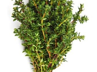 Erbe aromatiche e spezie: timo