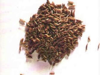 Erbe aromatiche e spezie: carvi