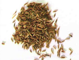 Erbe aromatiche e spezie: cumino
