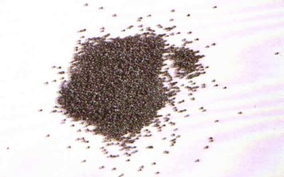 Erbe aromatiche e spezie: semi di papavero